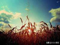 温州市鹿城区天柔信息技术服务部
