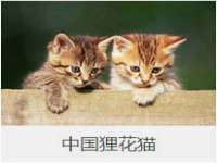 温州市鹿城区天柔信息技术服务部