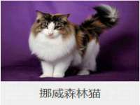 温州市鹿城区天柔信息技术服务部