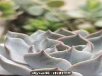 温州市鹿城区天柔信息技术服务部