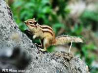 温州市鹿城区天柔信息技术服务部